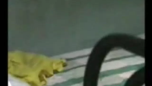 मोटा फिल्म फुल सेक्सी वीडियो और सुंदर बियांका