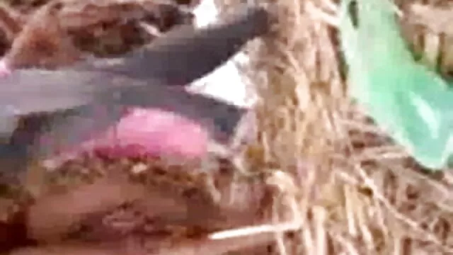 उसे सेक्सी मूवी फुल वीडियो एचडी अपने बालों वाला बीवर पसंद है