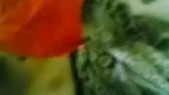 = फुल सेक्सी फिल्म वीडियो गिरोह = भूमि = पीड़ित = जेसिका डी